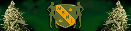 MSNL takes enormous pride on being an original trend setting marijuana seed bank and they have been sowing their roots for over fifteen years. During this time, they have developed an extensive catalogue of award winning cannabis seeds, which is due largely in part to their intricate knowledge of the industry.  Indeed, MSNL’s premier professionals settle for nothing less than the very best marijuana seeds, excellent customer service, and unbeatable prices.
